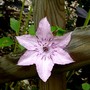 Clematis Hagley Hybrid (Clematis niobe)