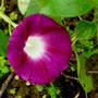 Morning Glory out in the side garden. (Ipomoea tricolor (Morning glory))
