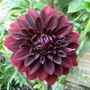 Dahlia Royal Blood