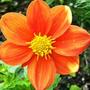 Dahlia x hortensis