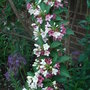 Weigela florida 'Versicolor' - 2 (Weigela florida)