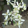 Clematis recta 'Purpurea' (Clematis recta 'Purpurea')