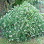 Daphne 'Eternal Fragrance' (Daphne 'Eternal Fragrance')