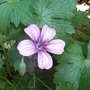 Geranium wlassovianum (Geranium wlassovianum)