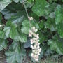 Heuchera cylindrica 'Greenfinch' (Heuchera cylindrica 'Greenfinch')