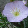 Oenothera 'Twilight' (Oenothera 'Twilight')