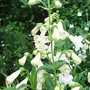 Penstemon - 4 (Penstemon)