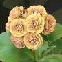 A garden flower photo