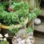 Preparing a 'cloud' box. June 2008. (Buxus sempervirens (Common box))