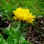 First Marigold to flower this year. (Calendula officinalis (English marigold))