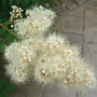 Sorbus reducta - close-up (Sorbus reducta)