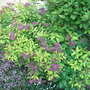 Spiraea japonica 'Goldflame' (Spiraea japonica 'Goldflame')