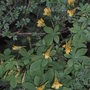 Tropaeolum ciliatum (Tropaeolum ciliatum)