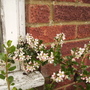 Escallonia 06.08 (Escallonia 'Apple Blossom')