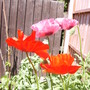 Poppys (Papaver rhoeas (Corn poppy))
