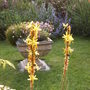 Asphodeline lutea in the evening (Asphodeline lutea (King's Spear))