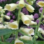 Perennial Foxglove (Digitalis grandiflora (Yellow foxglove))