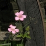 Pink geranium near cartwheel