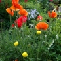 Poppies