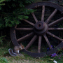 Squirrel_with_wheel