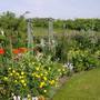 Garden view in June