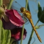 Dragonfly- summer 2007