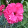 Another Dianthus (Dianthus)