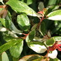 Photinia_davidiana__palette__leaves