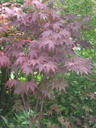Acer palmatum (Acer palmatum)