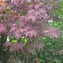Acer_2temp_033