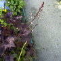 Friends garden