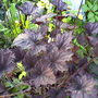 Friends garden