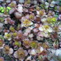 Friends garden