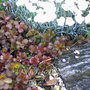 Friends garden