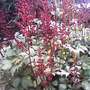 Friends garden