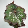 Begonia "Tornado"