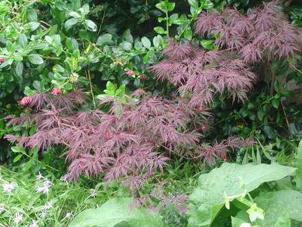 Acer palmatum dissectum (Acer palmatum)