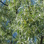 Russian Olive -- in bloom