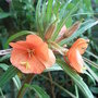 Oenothera versicolor 'Sunset Boulevard' (Oenothera versicolor 'Sunset Boulevard')