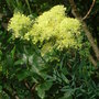 Thalictrum flavum 'Illuminator' (Thalictrum flavum 'Illuminator')