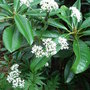 Valeriana officinalis (Valeriana officinalis)