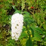 buddleja (Buddleja davidii (Butterfly bush))