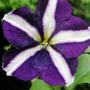 Copy_of_garden_260
