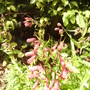 Penstemon 06.08 (Penstemon)