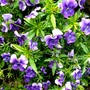 Violas. (Viola)