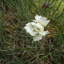 Dianthus [Pinks] 'Haytor' 06.08 (Dianthus allwoodii)