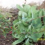 Sedum.jpg (Sedum (Stonecrop))