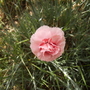 Unidentified Dianthus [Pink} Close Up 06.08 (Dianthus allwoodii)