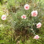 Unidentified Dianthus [Pink} again 06.08 (Dianthus allwoodii)