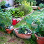 The Vegetable plot and fruit area